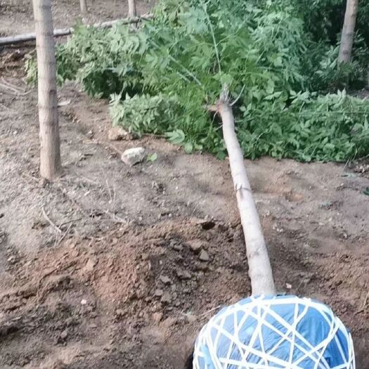望都县 金叶复叶槭河北正宗金叶复叶槭产地报价