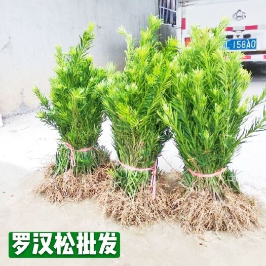 【自产自销】罗汉松扦插苗罗汉松树苗中叶罗汉松可造型罗汉松包邮