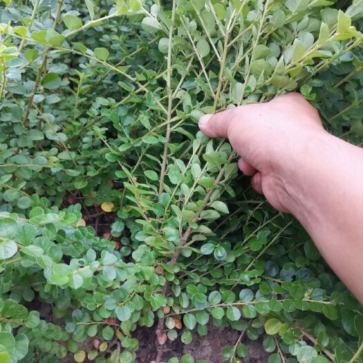 平枝荀子，