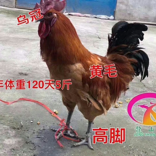 广州乌骨鸡苗 龙山鳳乌鸡混合苗