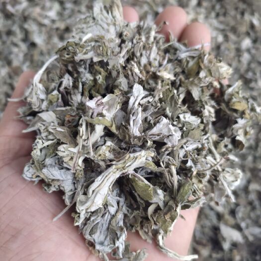 艾草  艾葉