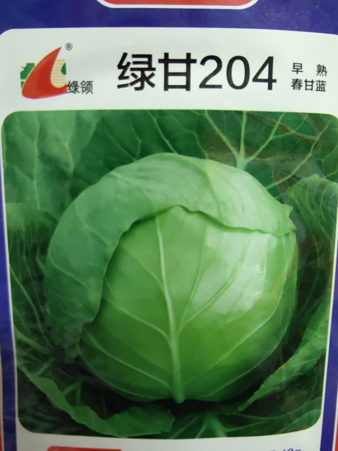 绿甘蓝种子 甘蓝种子 绿甘204早熟 定植后50天左右收获
