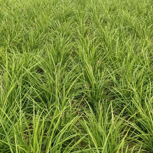 睢县大量出售麦冬草，绿化苗，自己家种植，欢迎各位老板前来考察，