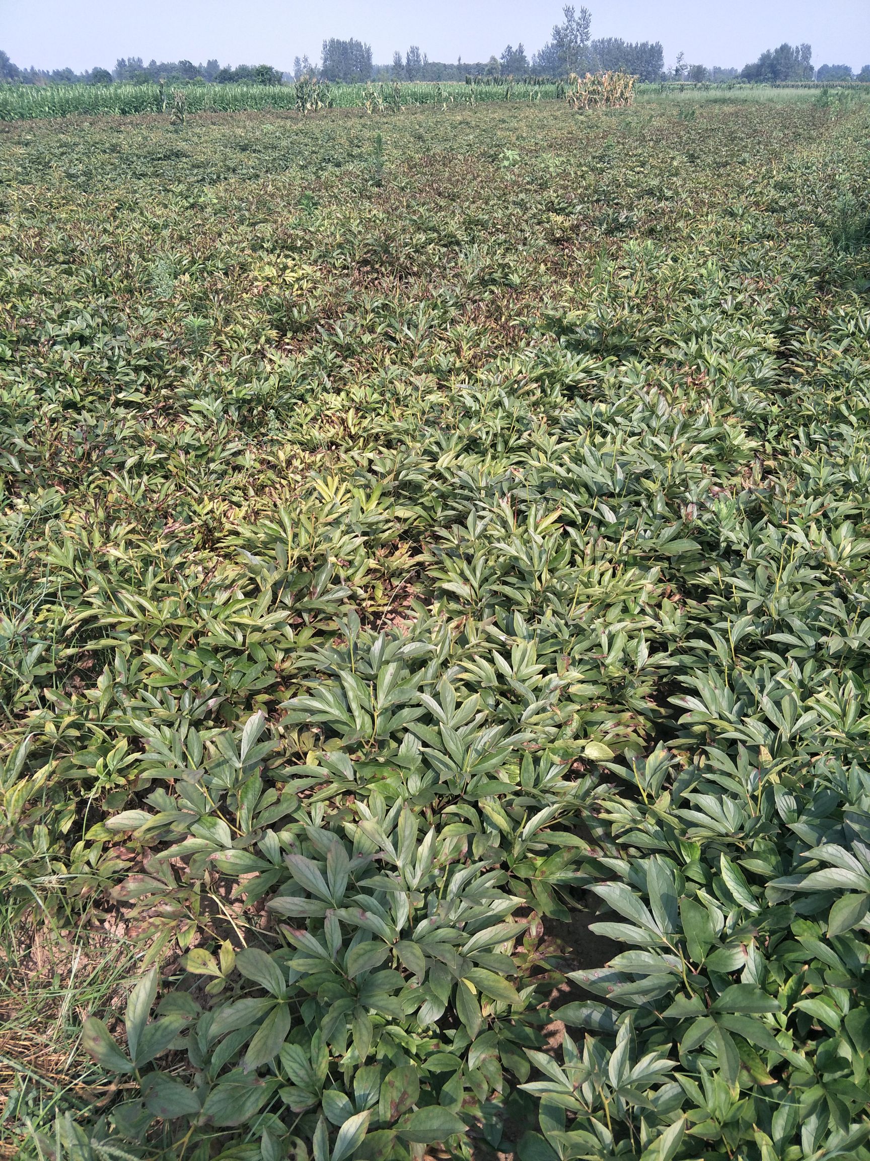 芍药种子  中药材赤芍种子赤芍籽室内加工保证发芽率基地一手货