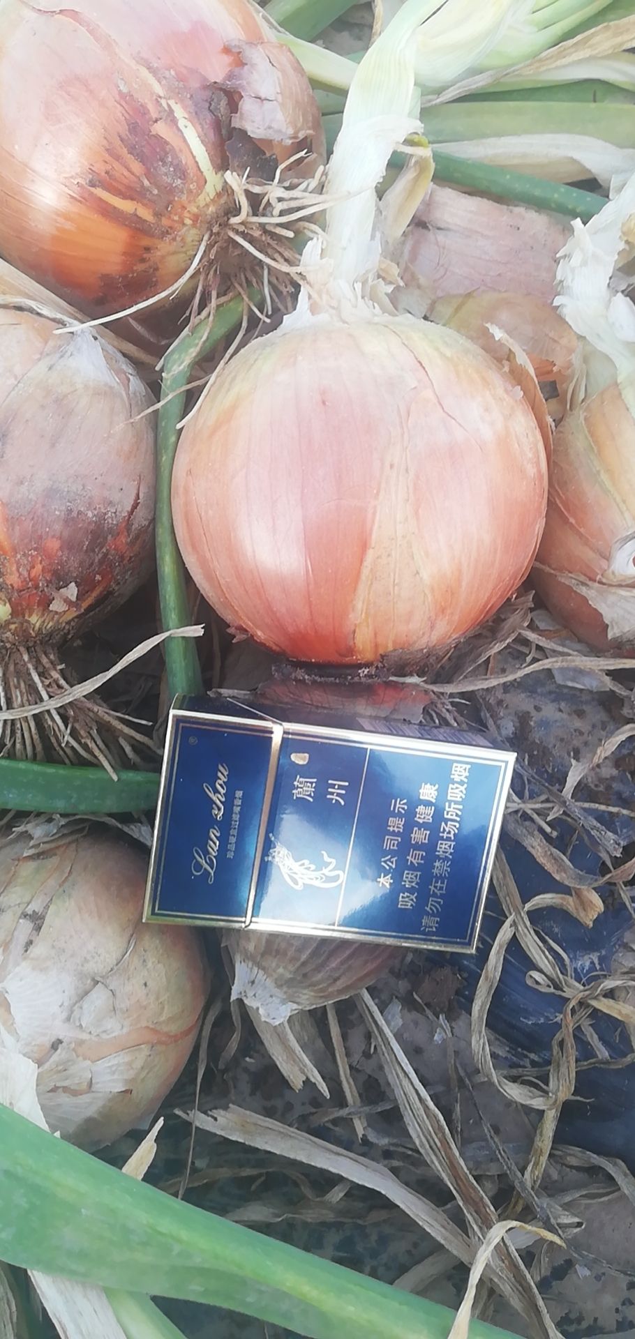 红皮洋葱