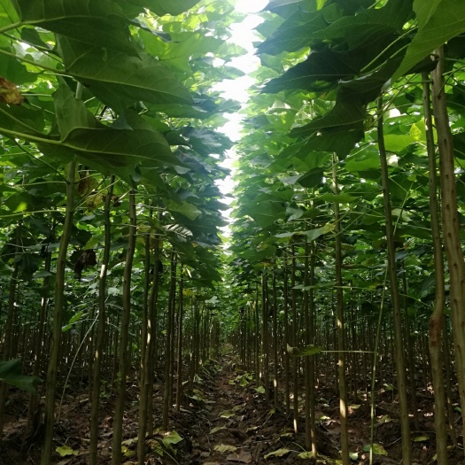 柘城县楸树苗 楸树 梓树 批发出售
