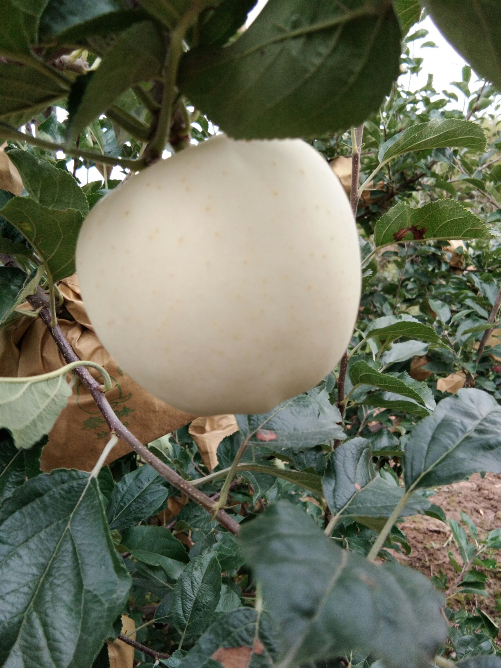黄金帅 可口香甜味道美味。。天然的