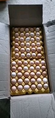 土鸡蛋  (养殖厂鸡蛋直销大量有现货