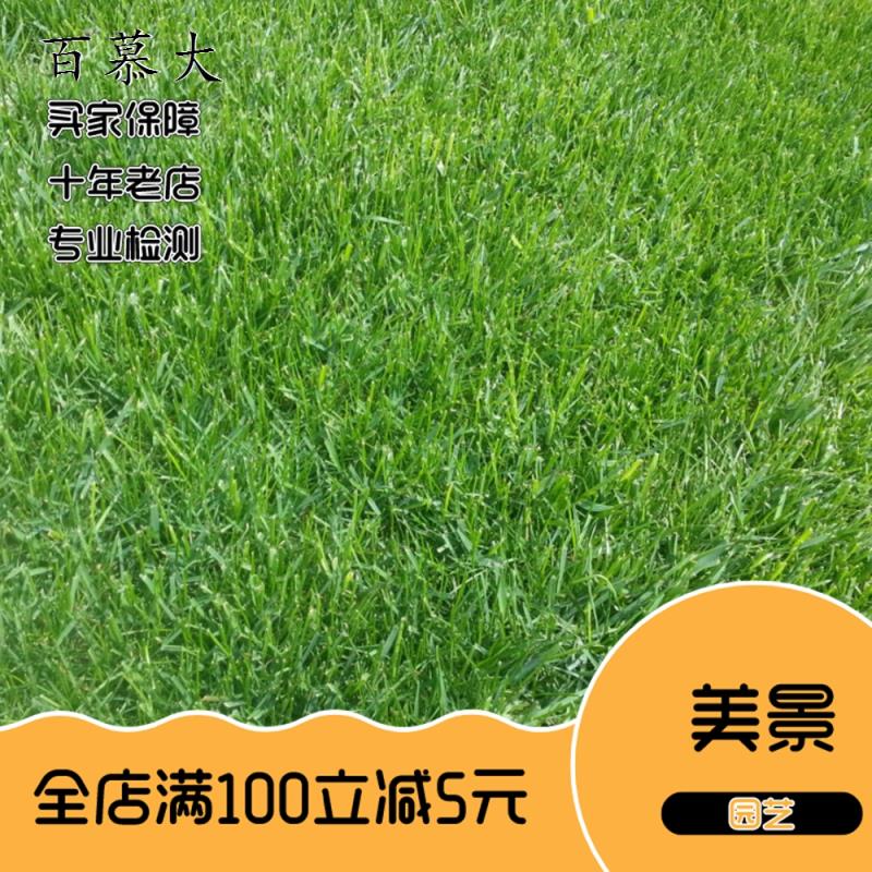 矮生狗牙根种子 矮生四季青草籽 耐旱耐践踏 狗牙根草坪种子