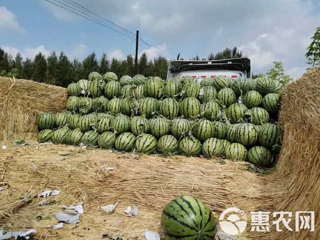 地雷西瓜 精品东北地雷瓜热卖中基地直发