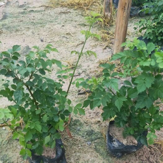 漳浦县 凌霄花大量供应批发零售欢迎选购