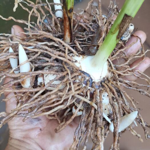 永善县白花白芨苗  三叉紫花大白芨