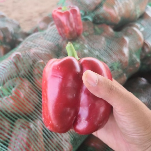 达拉特旗甜椒  红园椒，黄园椒，红菜椒，黄菜椒