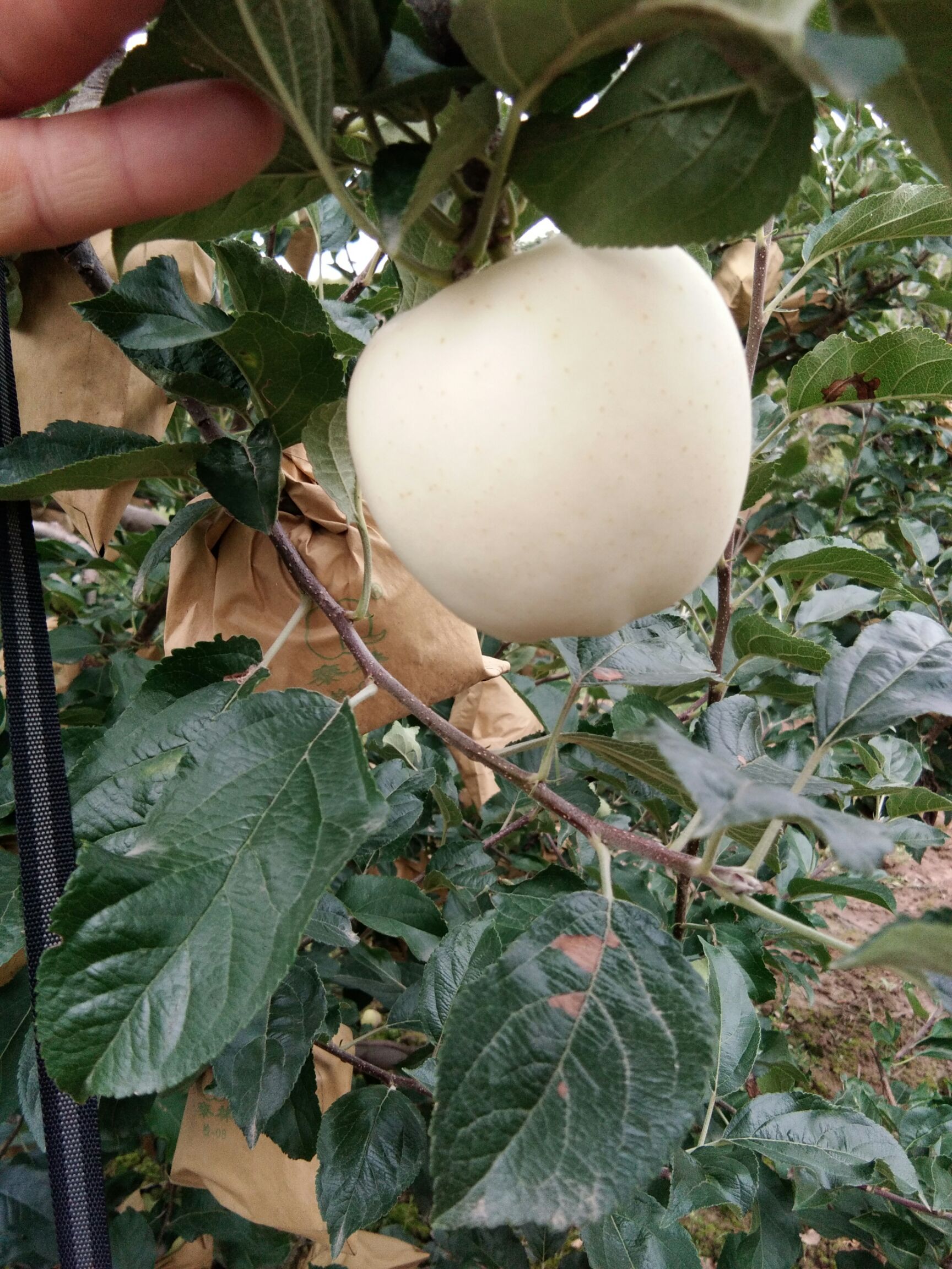 黄金帅 可口香甜味道美味。。天然的