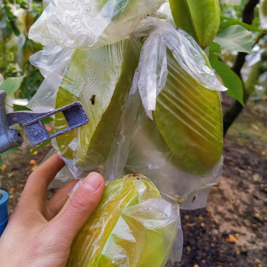  香蜜杨桃，火爆上市