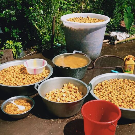 普安县金刺梨 泡酒专用刺梨干