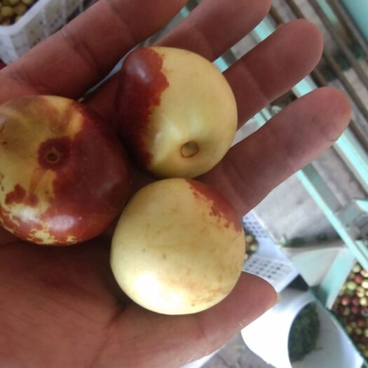 天津 娘娘河滩大冬枣全国有名有百年老树曾经的贡品原先可是皇上吃的