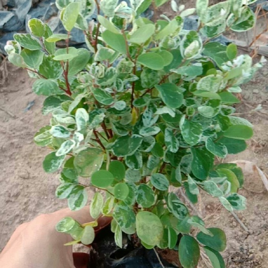漳浦县绿公主盆栽 雪花木叶片大量供应批发零售欢迎选购