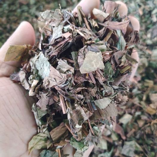 亳州野生鱼腥草  鱼腥草