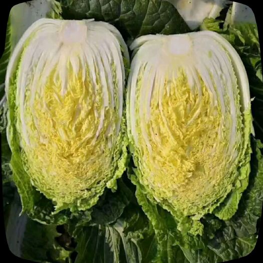 新野县黄心大白菜，大量上市了，支持各种包装。欢迎客商潜来选购。