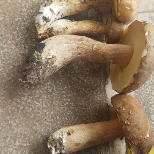 弥勒市 美味牛肝菌。有需要的联系。全部是小朵朵
