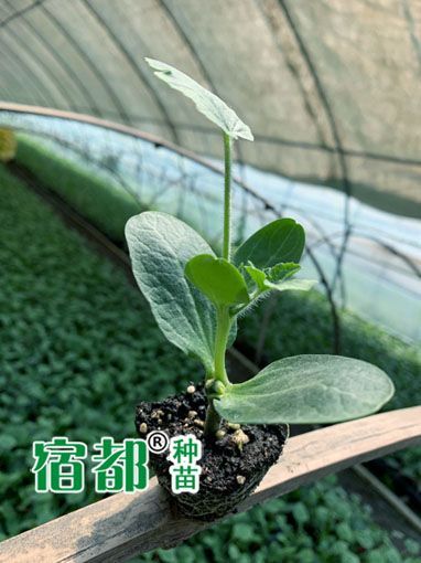  【宿都种苗】西瓜苗，嫁接西瓜苗，8424西瓜苗，