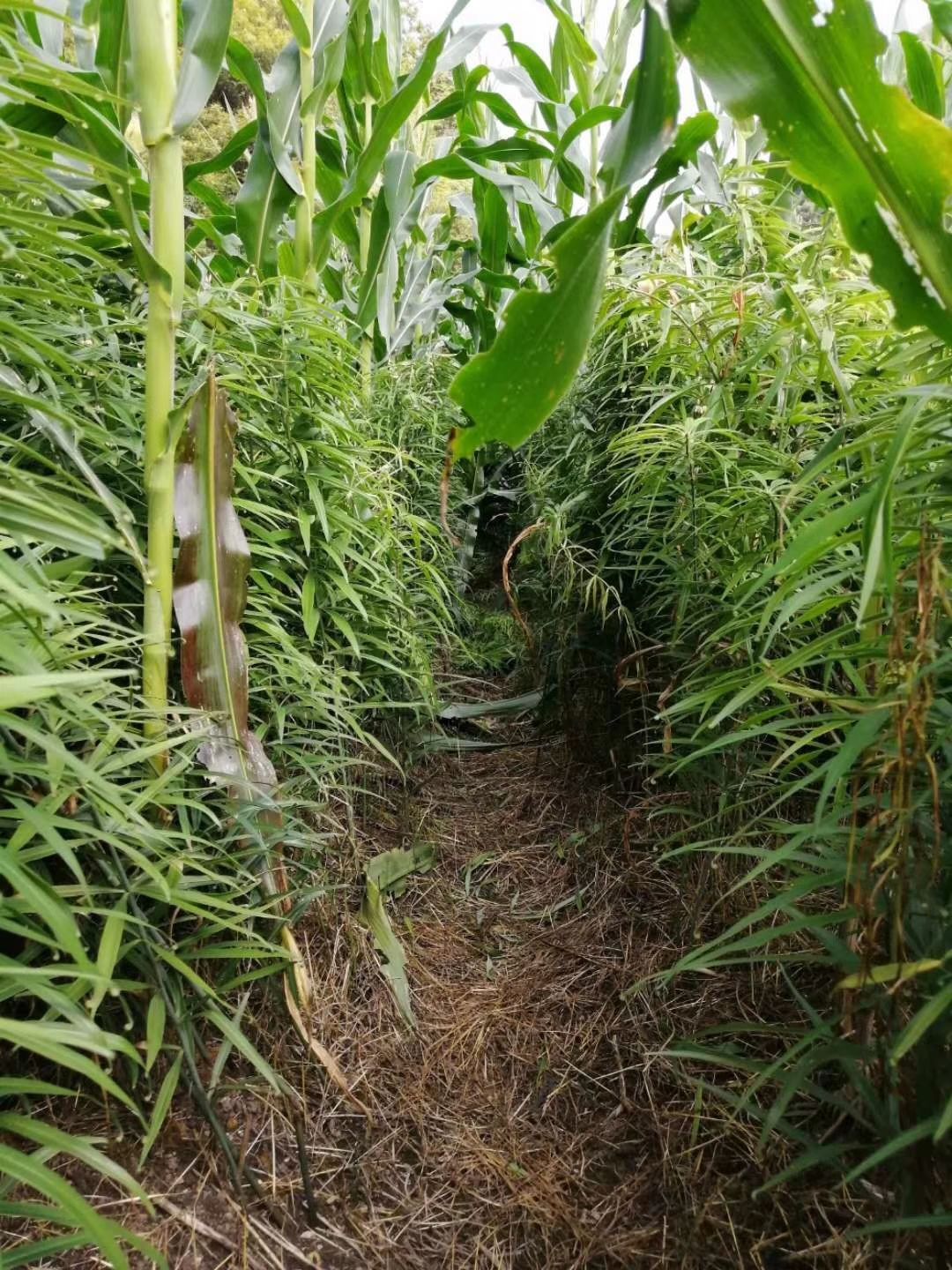  黄精