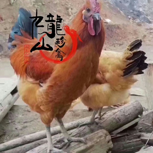 广州 龙山凰混合乌鸡苗