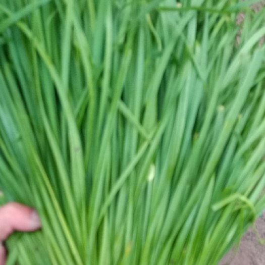 聊城韭菜大量上市中，头刀菜头刀菜