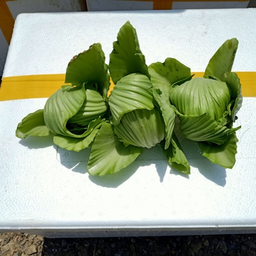 富川縣 精品芥菜基地大量現(xiàn)貨供應(yīng)，量大從優(yōu)