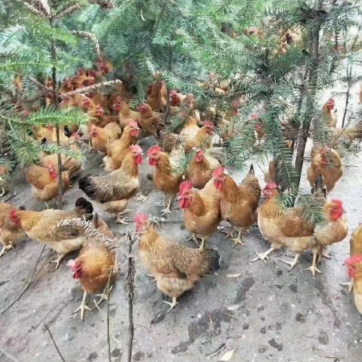 漳州鸡肉类 具体了解联系本人
