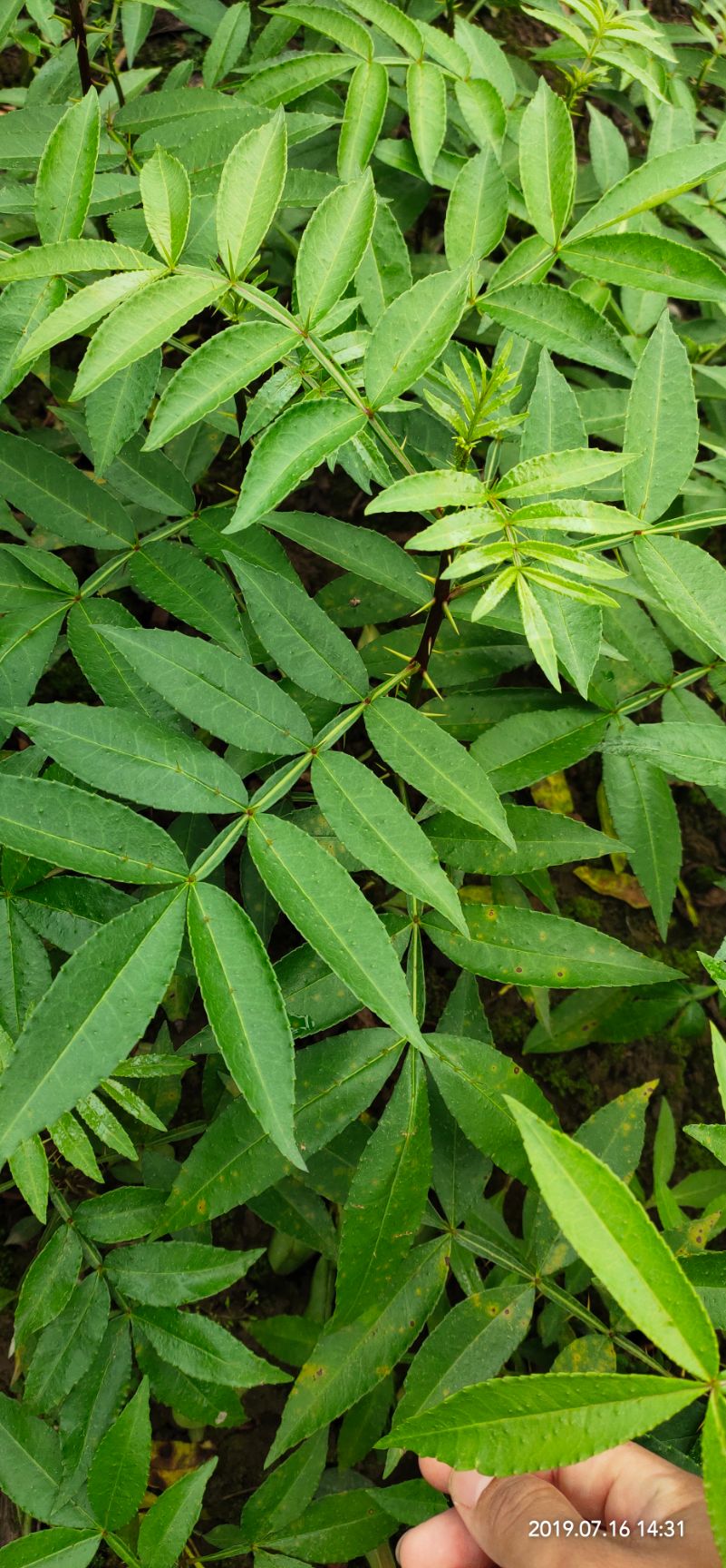 天知椒花椒苗 天之椒天知椒