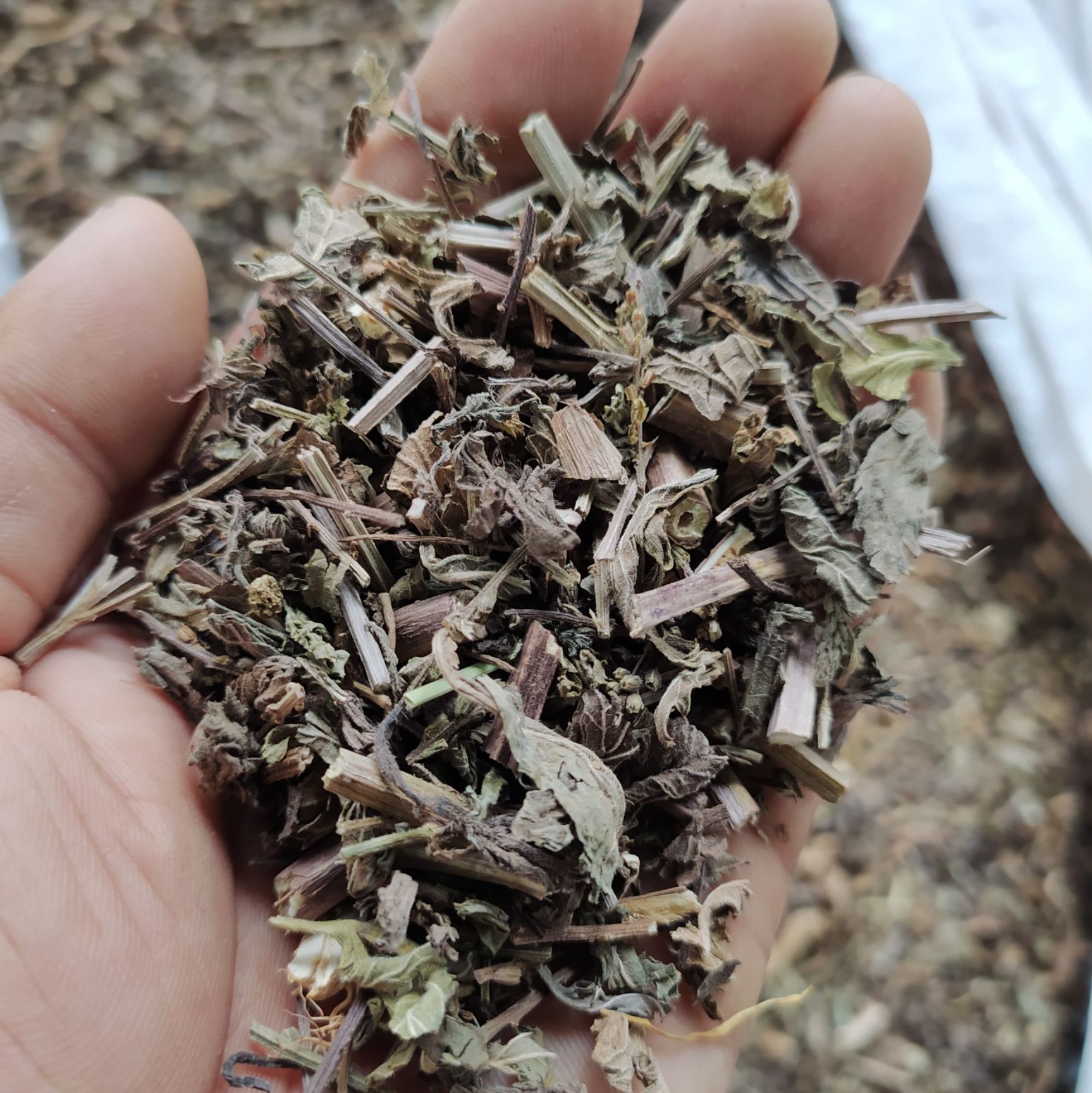 马鞭草