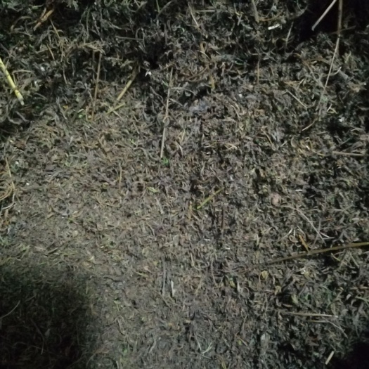 宁远县中药材青蒿 青蒿大量现货供应