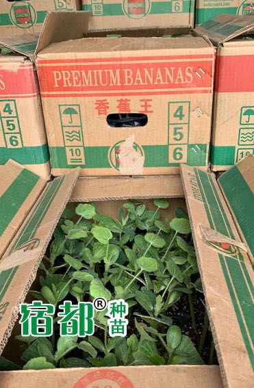  【宿都种苗】西瓜苗，嫁接西瓜苗，8424西瓜苗，