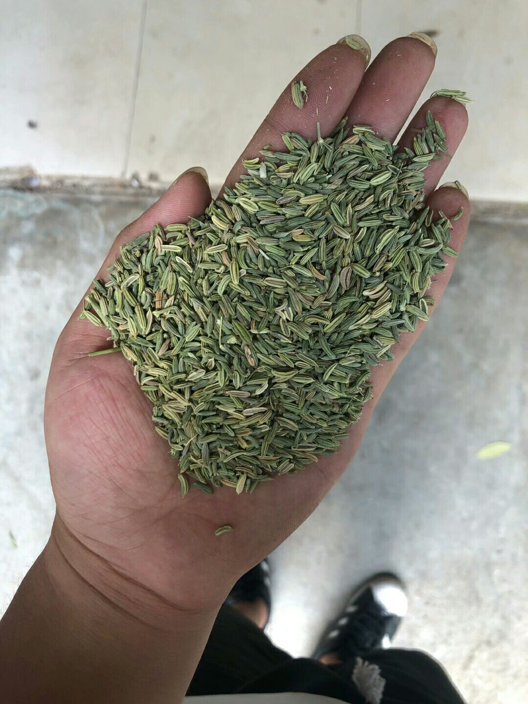 特绿小茴香，颜色好，颗粒饱满