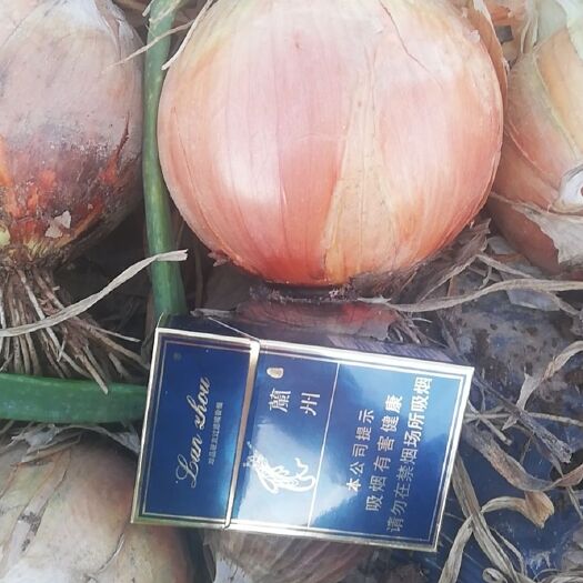 黄皮洋葱 9cm以上