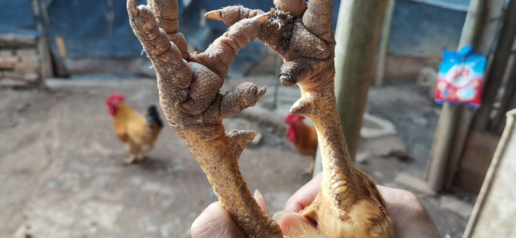 158天杂生鸡，1200羽