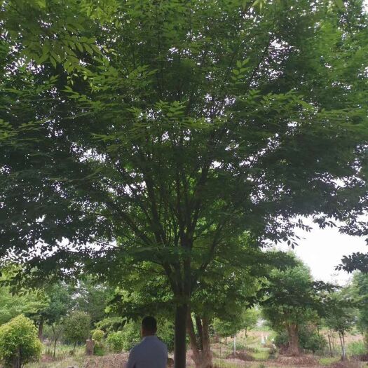 句容市红榉
