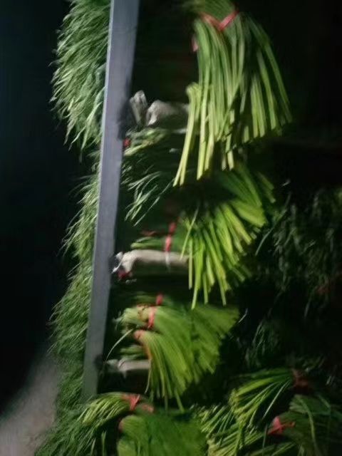 莘县聊城红帽蒜苔订库中到五月一号大量入库