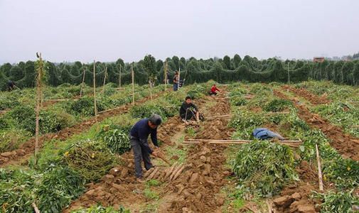 小白嘴白山药  河北蠡县聚鑫隆麻山药合作社小白嘴直供