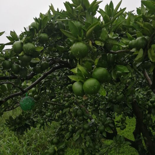 宜昌宜昌蜜桔 大量宜昌密桔出售