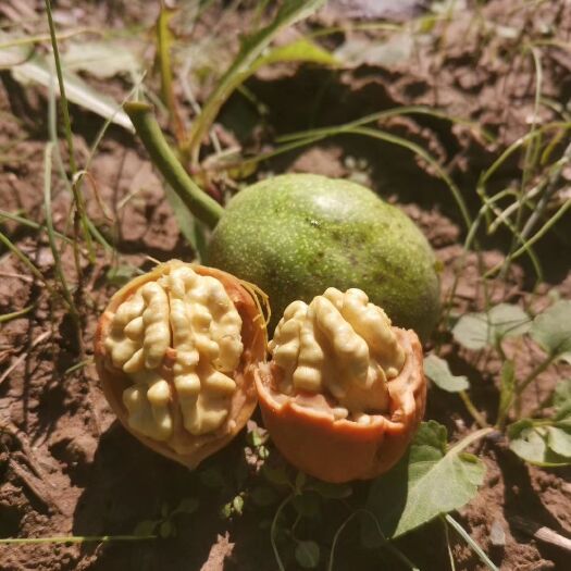 合阳县 新鲜青皮核桃