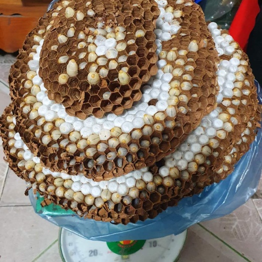 东兴市黄金虎头蜂  虎头峰   大峰