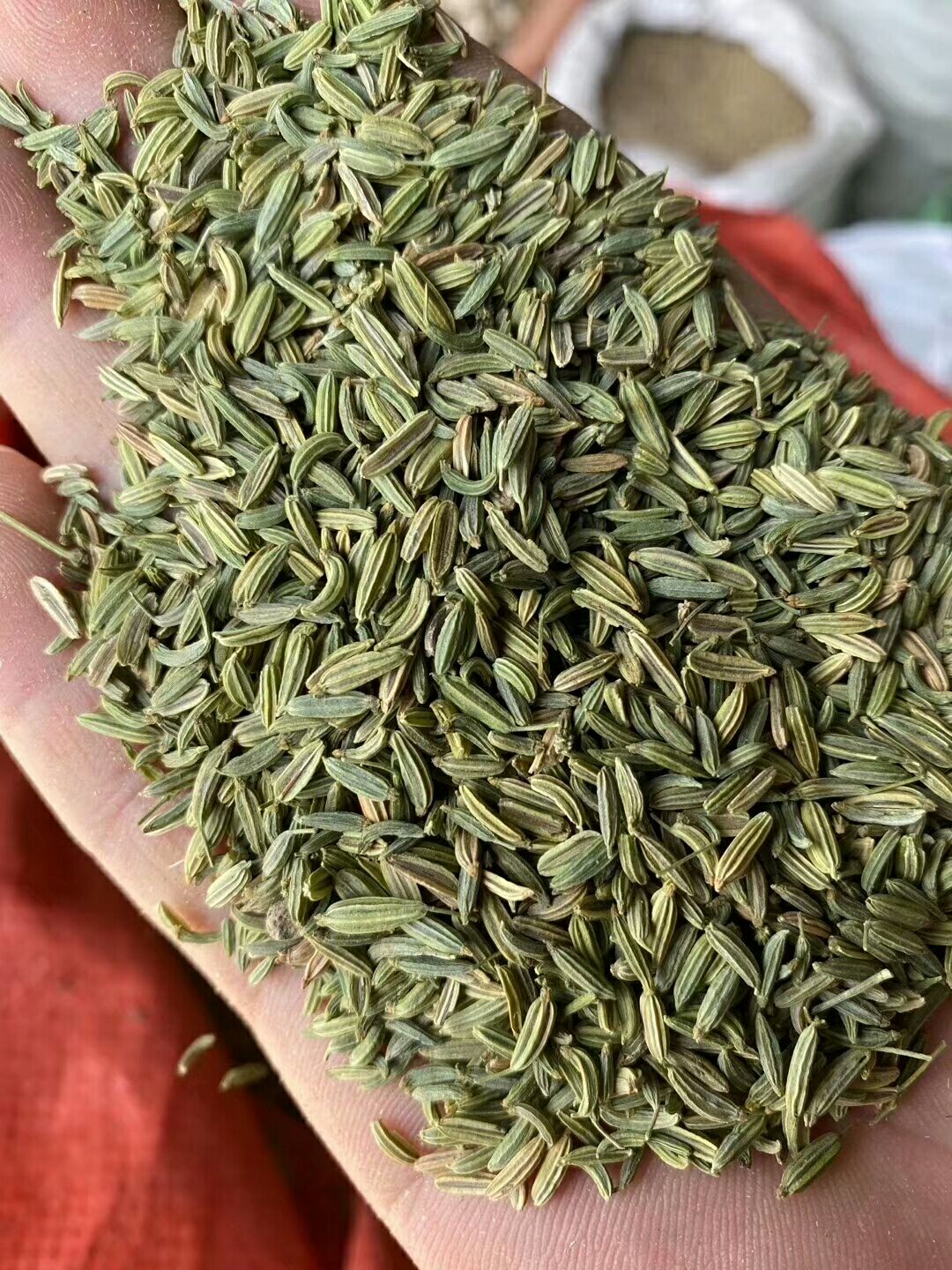 特绿小茴香，颜色好，颗粒饱满