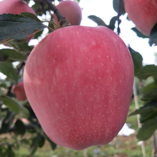 三门峡纸袋红星苹果大量上市 半山区精品红星 河南三门峡产地直供