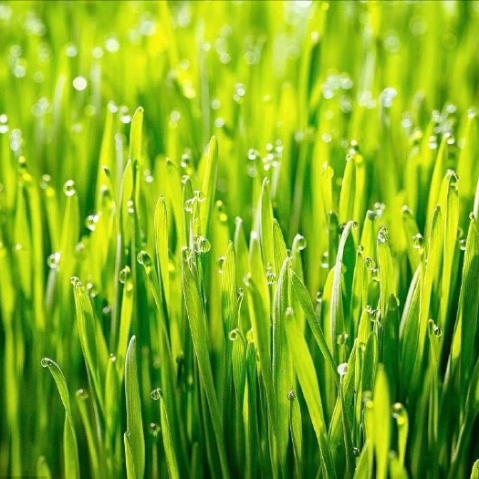 土左旗小麦芽 养生小麦草
