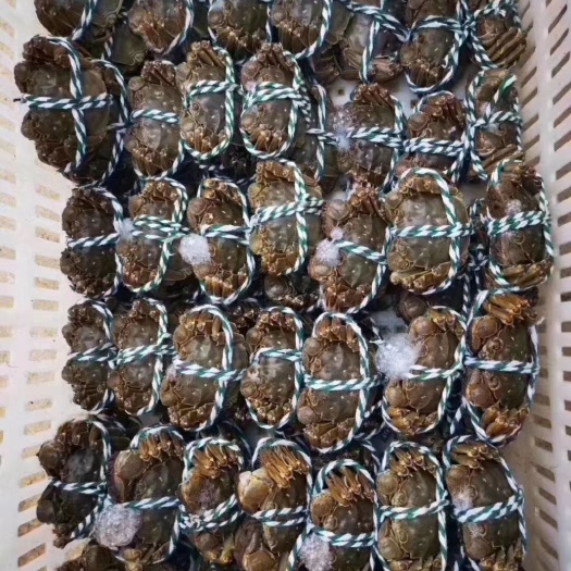 兴化市 保质保量鲜美的大闸蟹