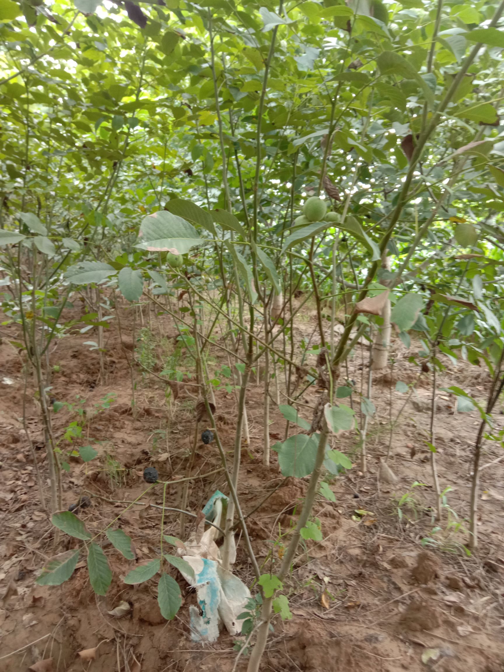 薄皮核桃苗 保成活率百90以上