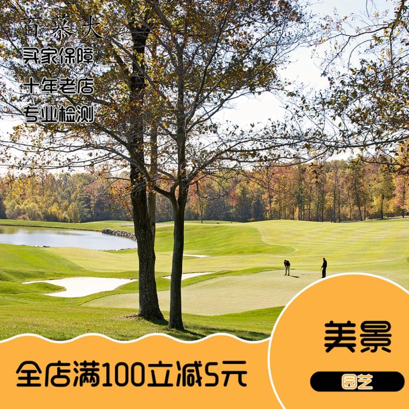 矮生狗牙根种子 矮生四季青草籽 耐旱耐践踏 狗牙根草坪种子